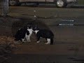 unedited fearsome cat action