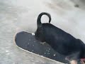 Skateboarding dog named chip