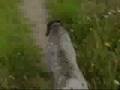 Braco Alemán de Pelo Corto video