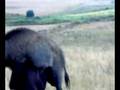 JABALI EN SOTOVELLANOS