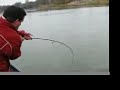 Battle Royal with a American River Steelhead