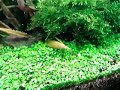 Glosso recovered from very aggressive trimming. Its Take 3 weeks 
