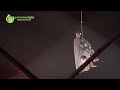 V�DEO: Espect�culo dos �Fura dels Baus� conquistou Guimar�es