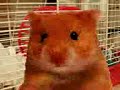 Hamster parlanchin