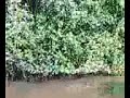 Manglar