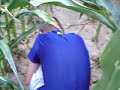 1st Documentary: Corn