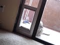 Tatra studying catdoor Tatra studying catdoor