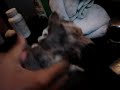 Primeiro Banho da Gatinha - part 4