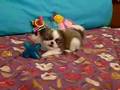 Japanese Chin video
