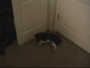 my doggy