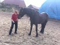Sander_2