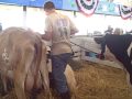 God's beautiful creatures at the Elkhart County 4-H Fair!