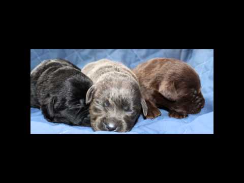 The Creekside Kennel Dogs and Puppies we have produced