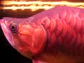 Super Red King Arowana Super Red King Arowana