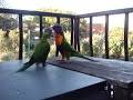 Rainbow Lorikeets