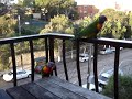 Rainbow Lorikeets