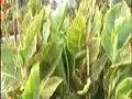 Tropisch Vordenstein  41 - canna pretoria,