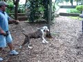 Leia trabalhando 2