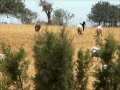 Click here to watch this video 2008-05 Remote mountain villa in Cyprus - near Maroni - goats and bells