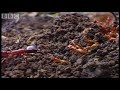 Can a minute driver ant outwit a much larger red ant? Great clip from BBC show Ant Attack.