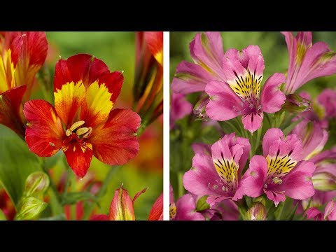 how to transplant alstroemeria