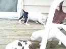 moocows puppys were playin