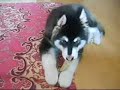 Malamute howling (2)
