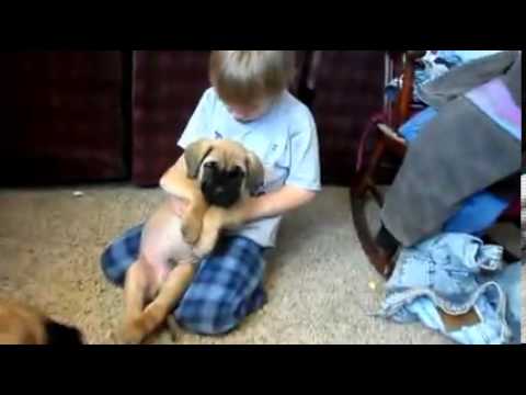 AKC ENGLISH MASTIFF PUPPY