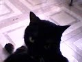 midight and walker the cats