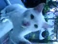 training a cat to knock at a window