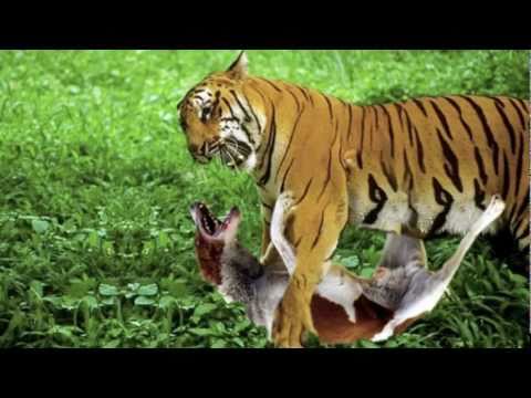 tiger %