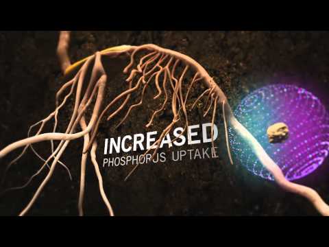 Improved Nutrient Uptake