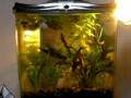 Our natural planted (Walstad style- low tech) tank for our betta