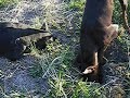 The Big Dobe Dig