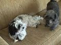 Bad Schnoodle Maverick Pulls His Sister's Tail -Dog Behaving Badly
