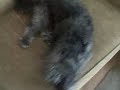 Bad Schnoodle Maverick Pulls His Sister's Tail -Dog Behaving Badly