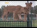 Rearing big cats at Abu Dhabi Wildlife Centre Rearing big cats at Abu Dhabi Wildlife Centre