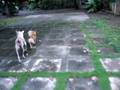 videos de fiona vs rat