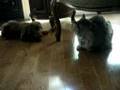 Lab meets cat