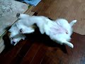 ????@?????Welsh corgi pembroke? ????@?????Welsh corgi pembroke?