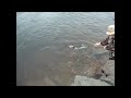 Early season salmon fishing