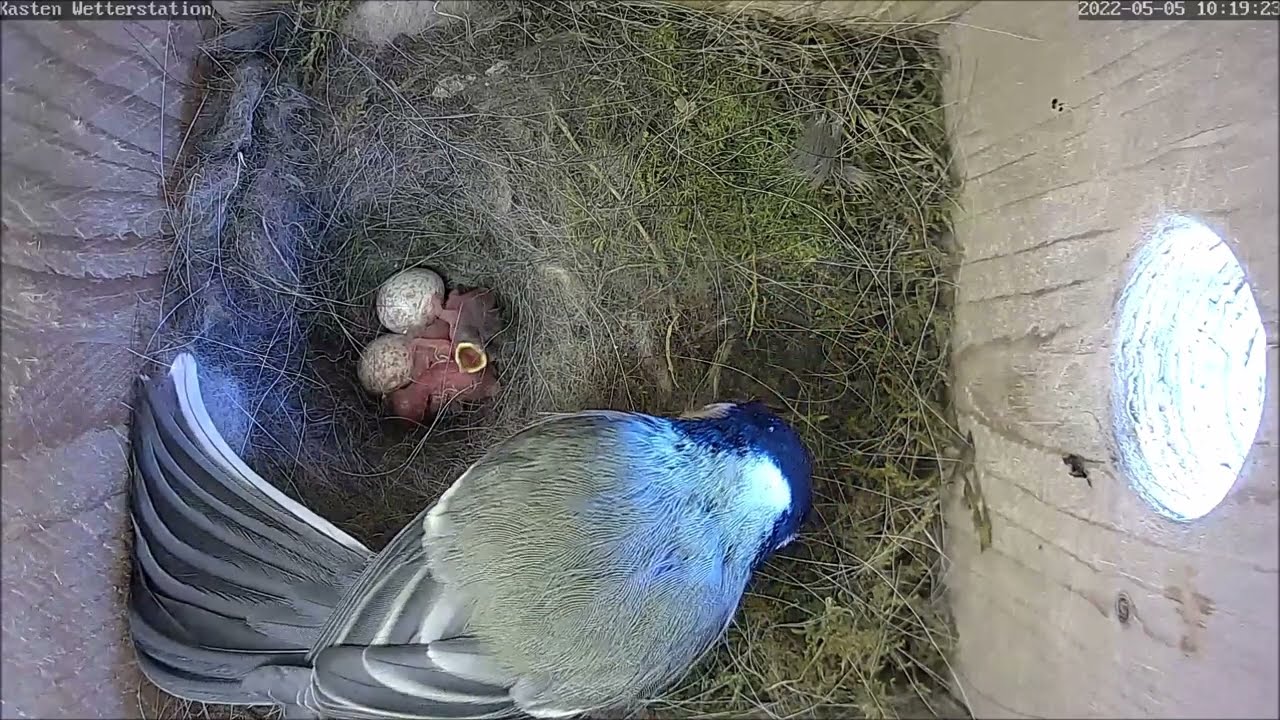 Die Küken schlüpfen im Stationskasten | 05.05.2022