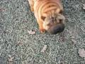 videos de sharpei