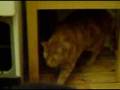 There's a mouse in there!