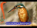 Descansar