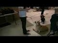 Tablo and Dog Funny Tablo and Dog Funny