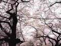 Taiji Suyama - A Wind (Hanamix 07 by mtm)