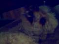 Caniche video
