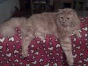 Max Makes a Little Meow