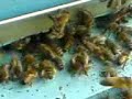 Beekeeping - flying (1) Beekeeping - flying (1)